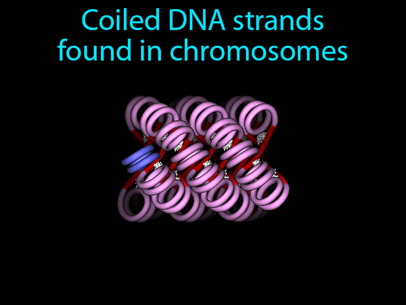 Chromatin Definition Chromatin Definition