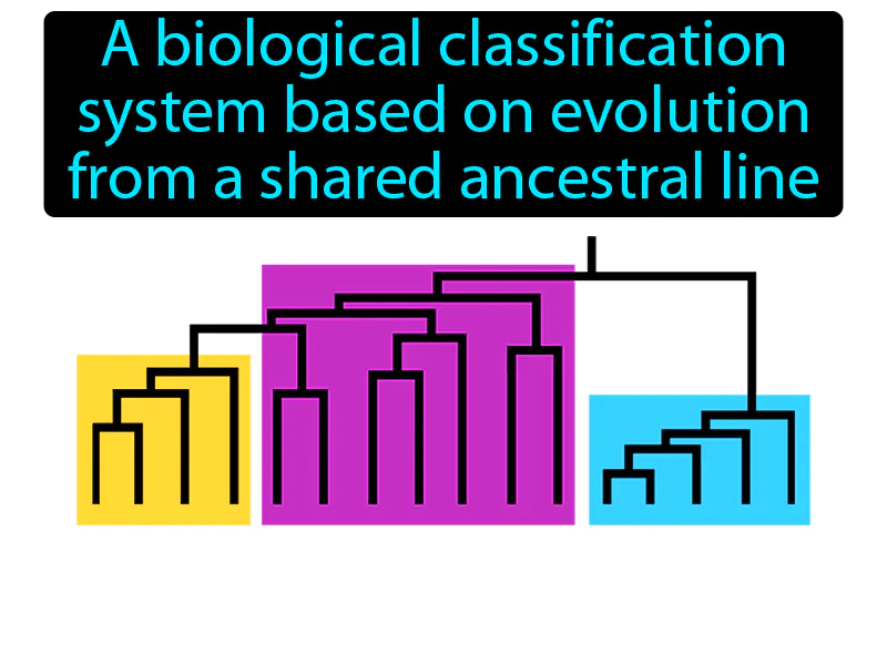 Cladistics Definition Cladistics Definition