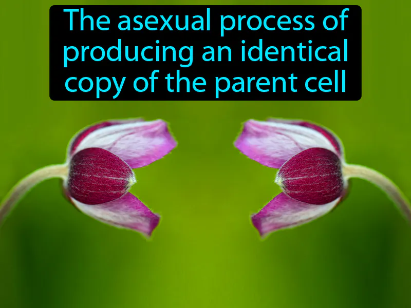 Cloning Definition Cloning Definition