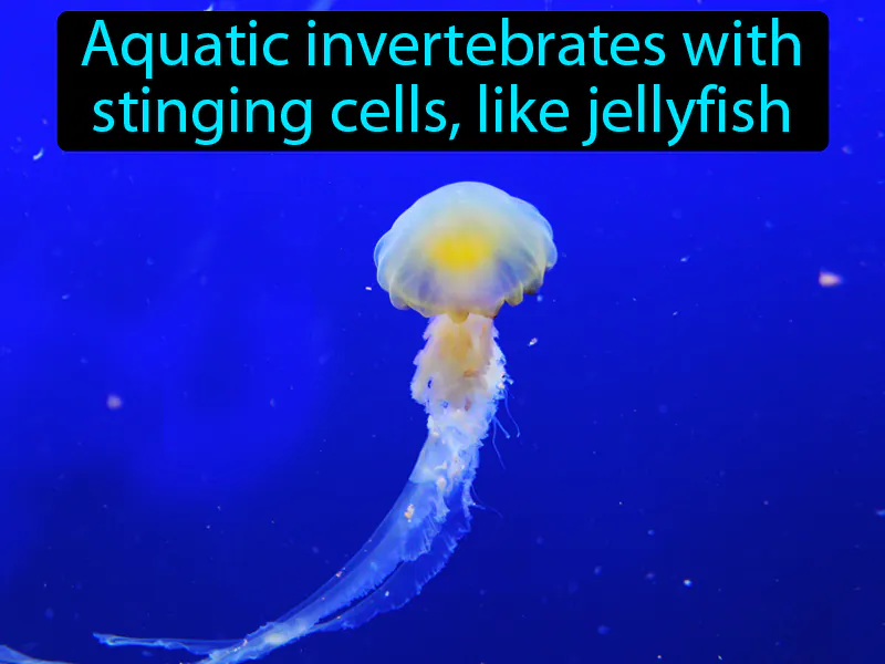Cnidarian Definition Cnidarian Definition