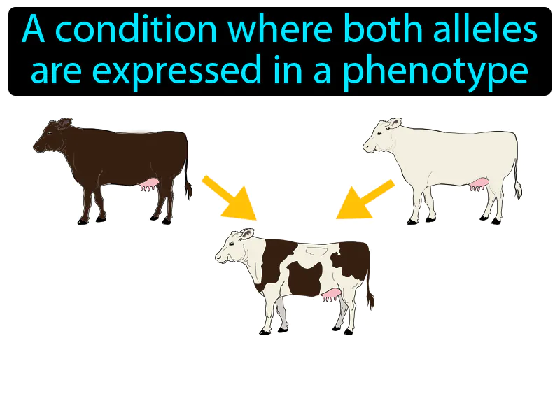 Codominance Definition Codominance Definition