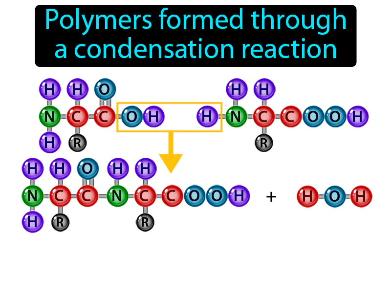 Condensation Polymerization Definition Condensation Polymerization Definition