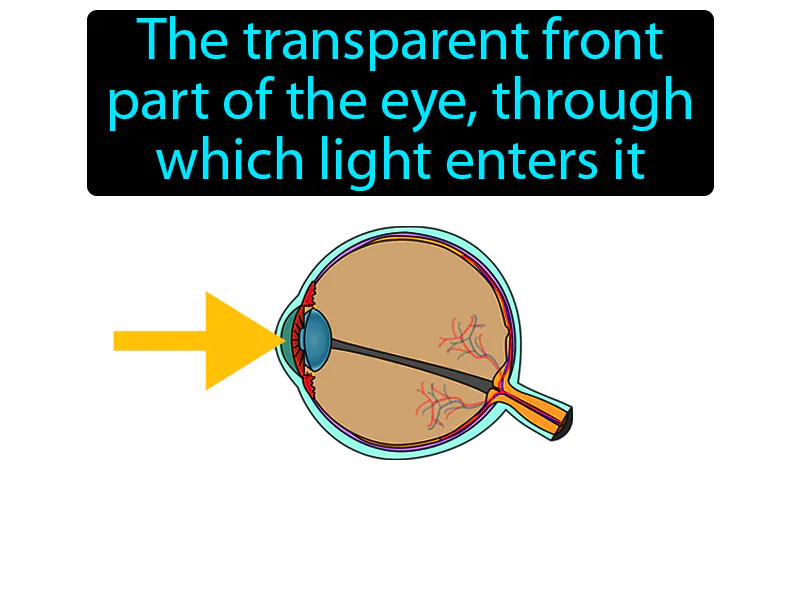 Cornea Definition Cornea Definition