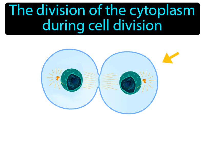 Cytokinesis Definition Cytokinesis Definition