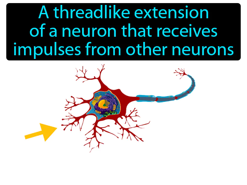 Dendrite Definition Dendrite Definition