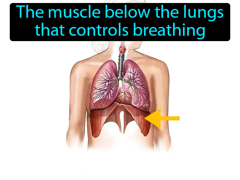 Diaphragm Definition Diaphragm Definition