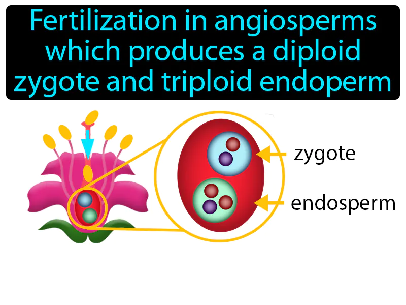 Double Fertilization Definition