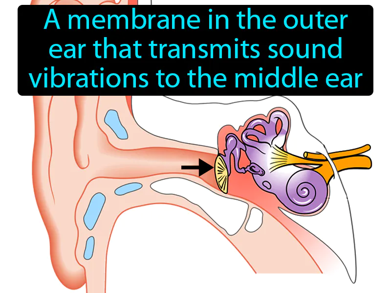 Eardrum Definition Eardrum Definition