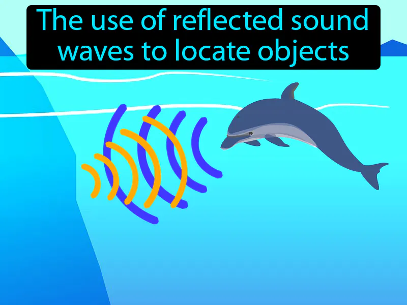 Echolocation Definition Echolocation Definition