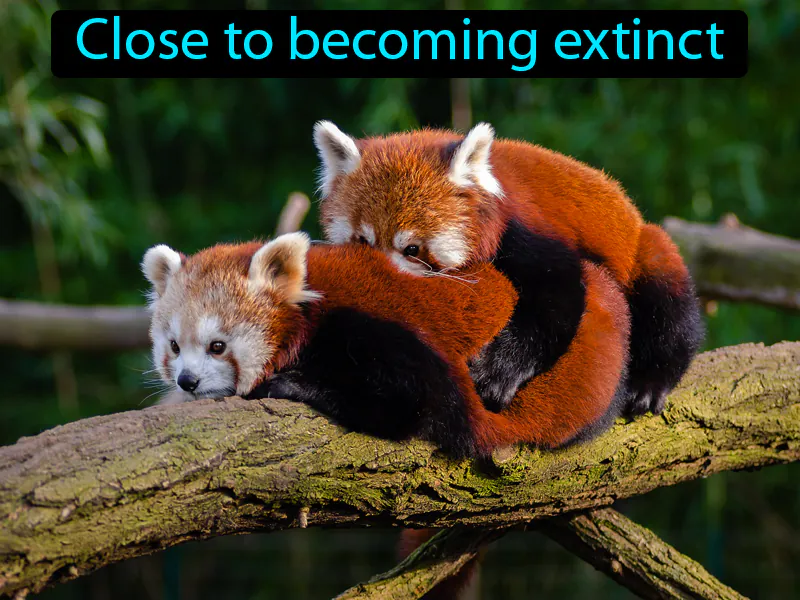 Endangered Definition Endangered Definition