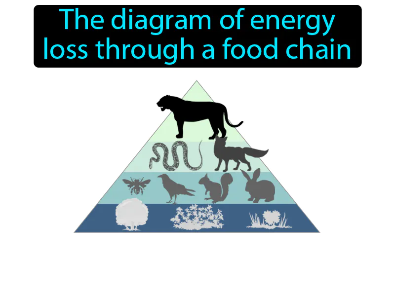 Energy Pyramid Definition Energy Pyramid Definition