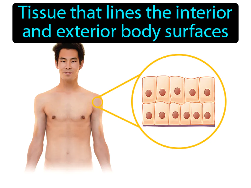 Epithelial Tissue Definition Epithelial Tissue Definition