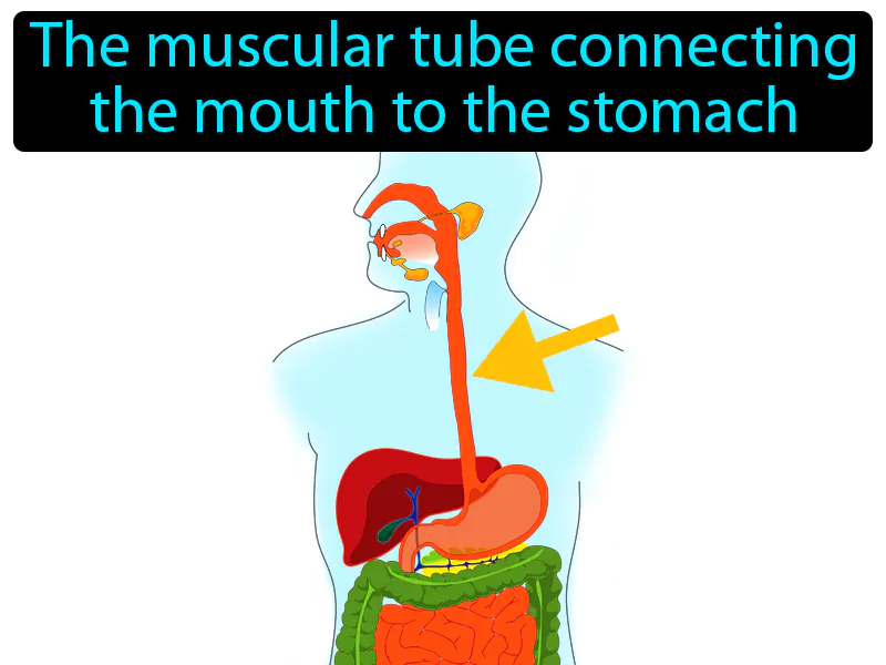 Esophagus Definition