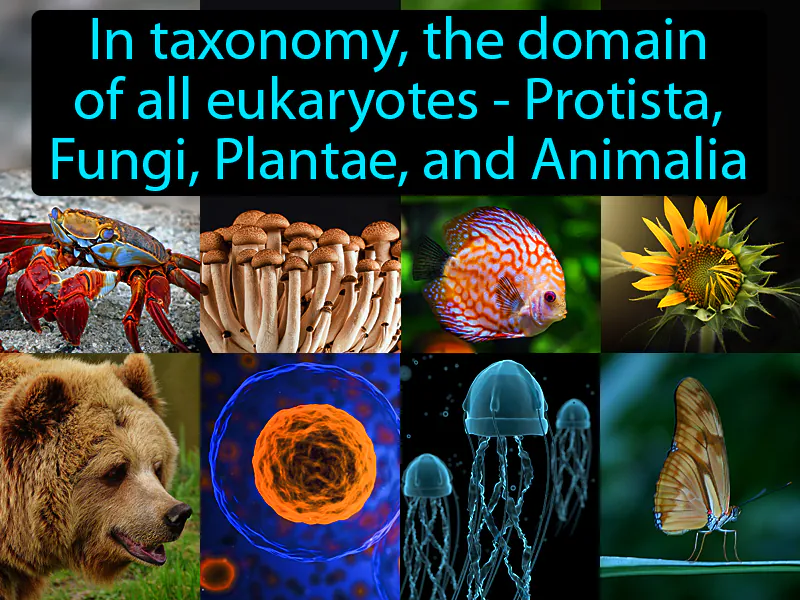 Eukarya Definition Eukarya Definition