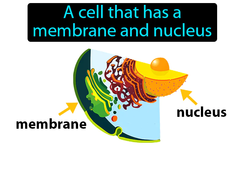 Eukaryote Definition Eukaryote Definition