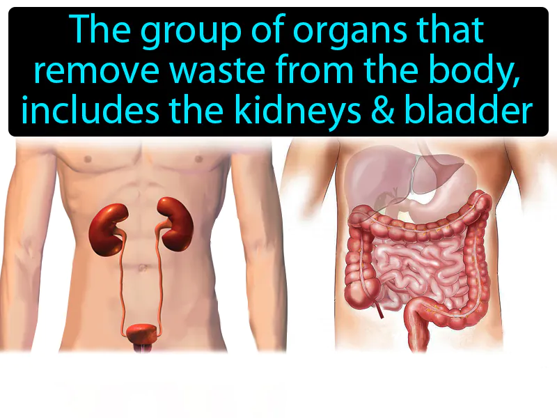 Excretory System Definition Excretory System Definition