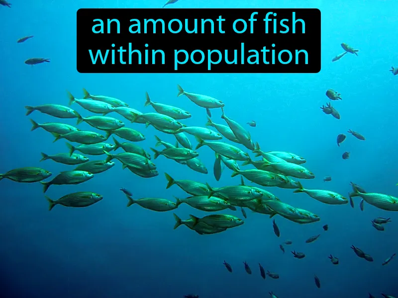 Fish Stock Definition Fish Stock Definition