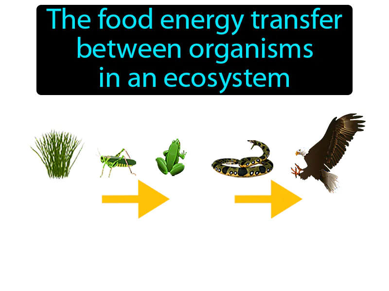 Food Chain Definition Food Chain Definition