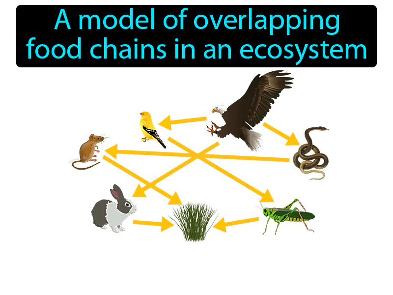 Food Web Definition Food Web Definition