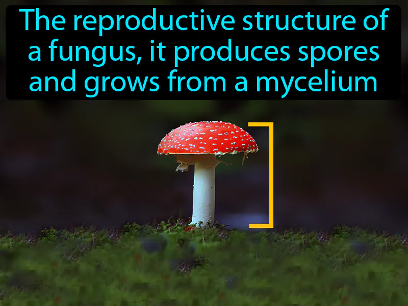 Fruiting Body Definition Fruiting Body Definition