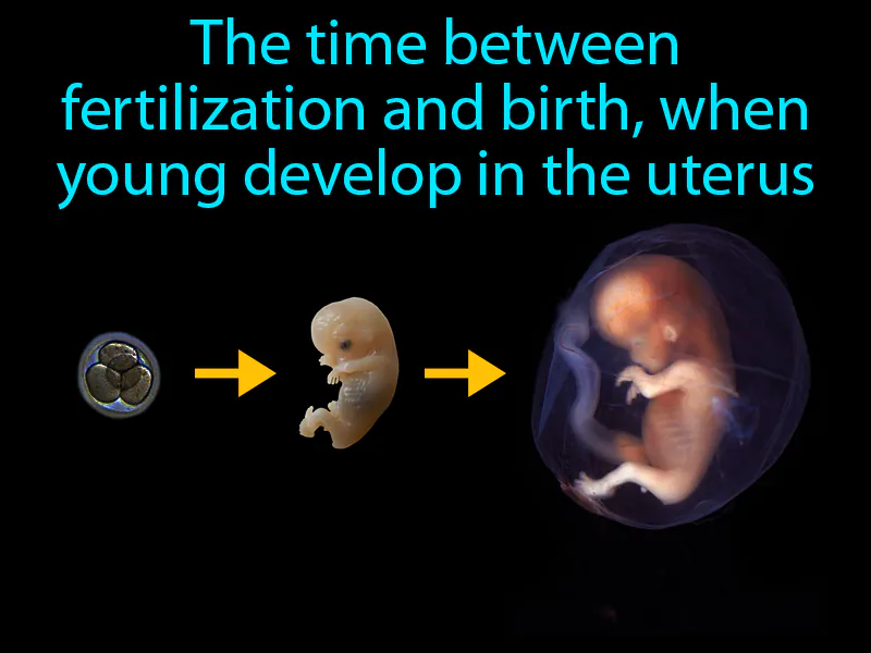 Gestation Period Definition Gestation Period Definition