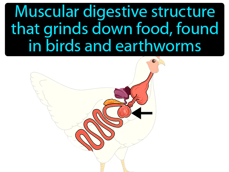 Gizzard Definition