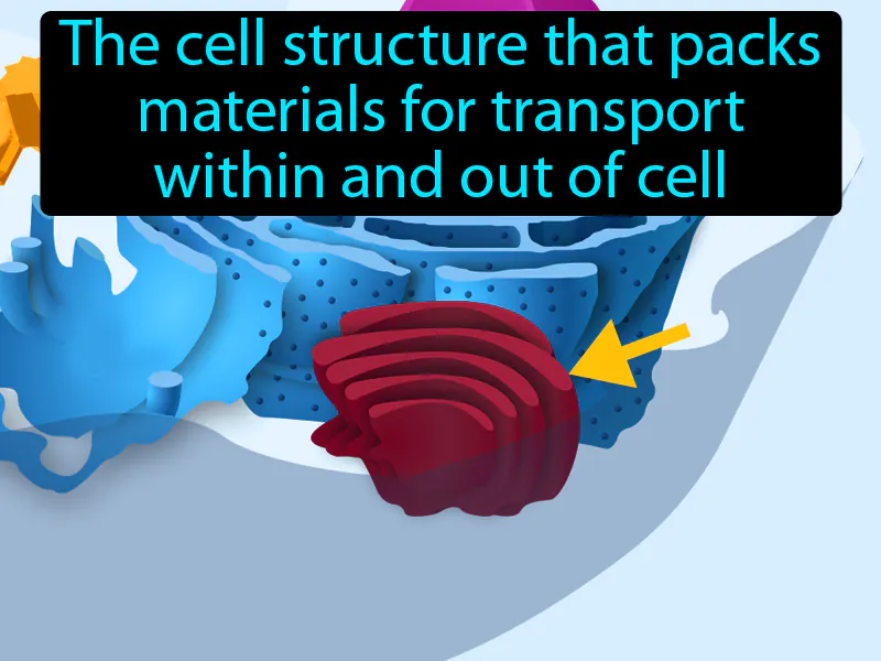 Golgi Body Definition