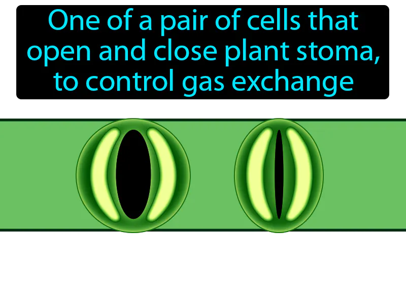 Guard Cell Definition Guard Cell Definition