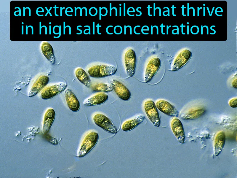 Halophiles Definition