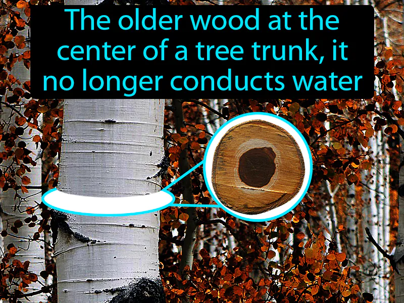 Heartwood Definition