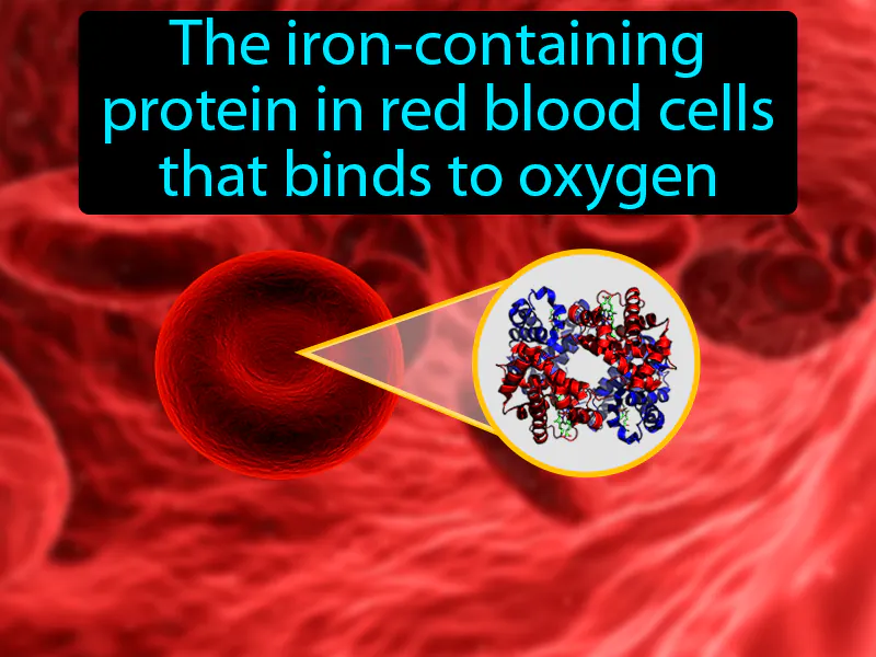 Hemoglobin Definition Hemoglobin Definition
