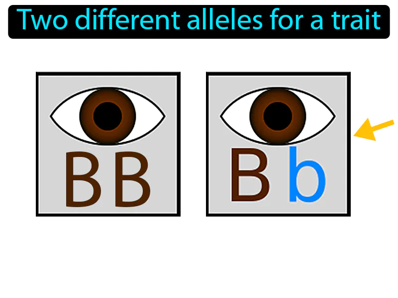 Heterozygous Definition Heterozygous Definition
