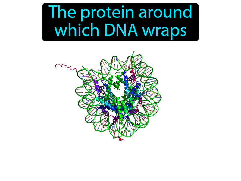 Histone Definition Histone Definition