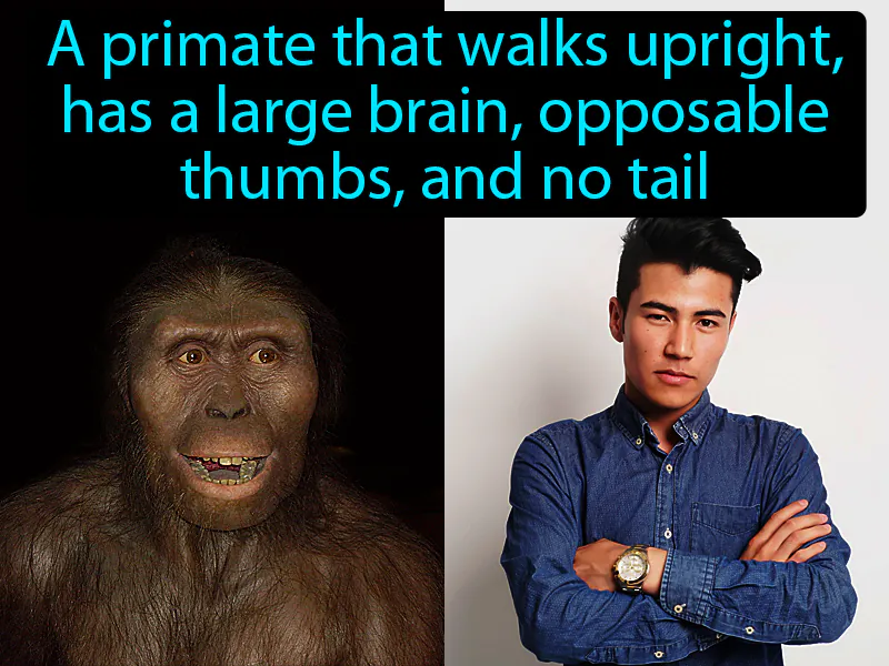 Hominid Definition Hominid Definition