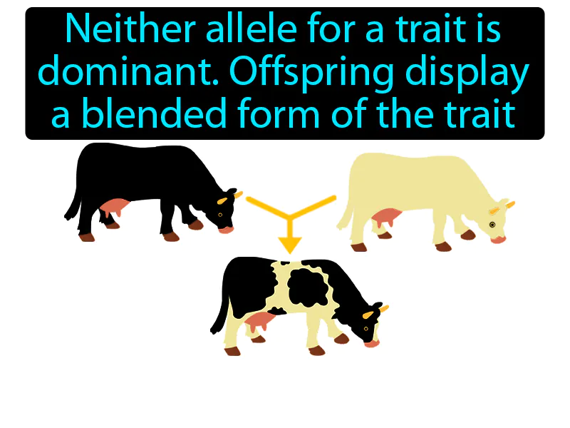 Incomplete Dominance Definition Incomplete Dominance Definition