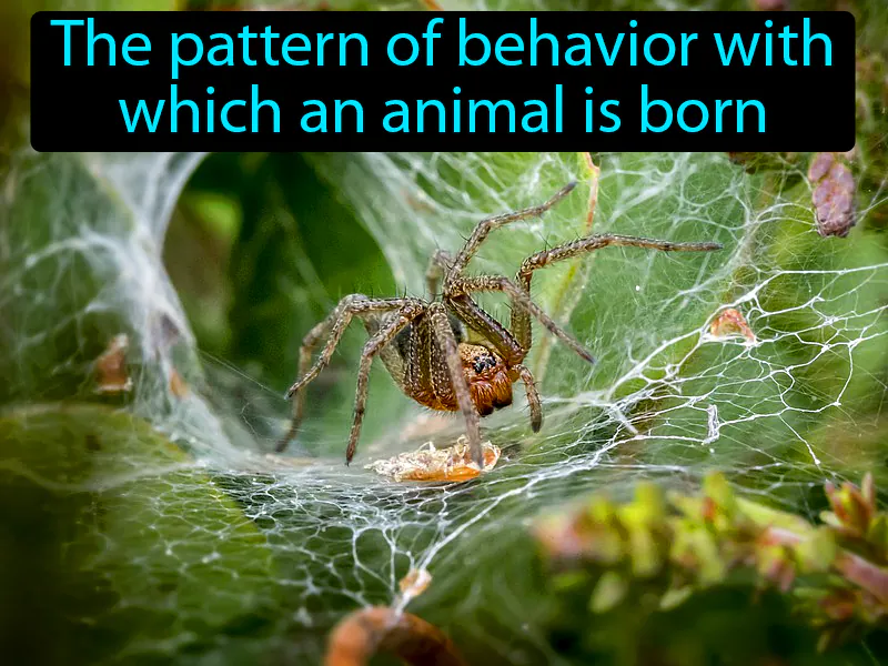 Instinct Definition Instinct Definition