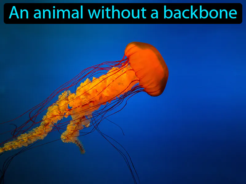 Invertebrate Definition Invertebrate Definition