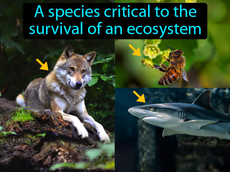 Keystone Species Definition Keystone Species Definition