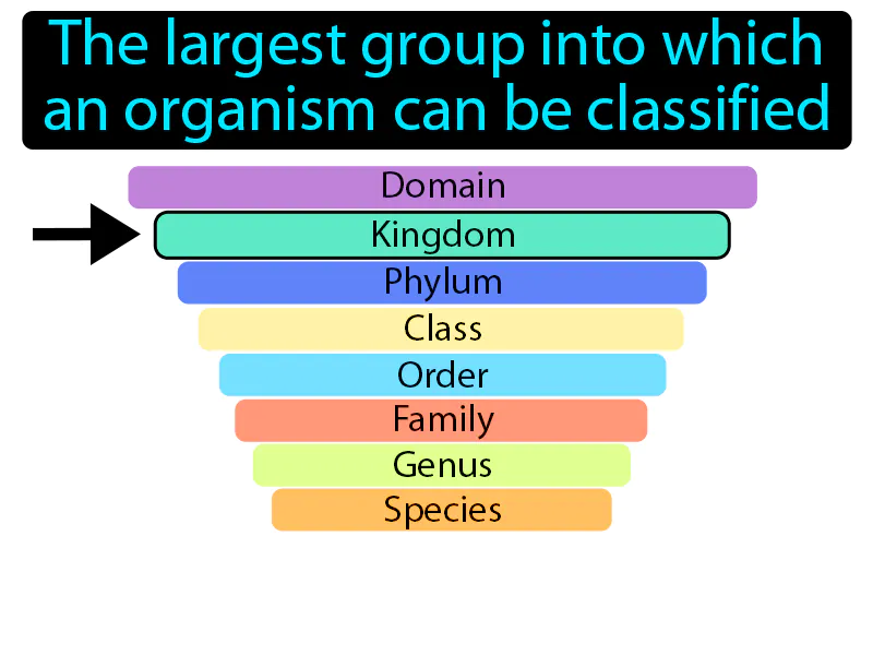 Kingdom Definition Kingdom Definition