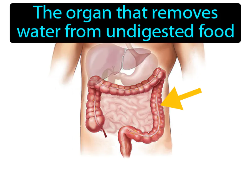 Large Intestine Definition Large Intestine Definition