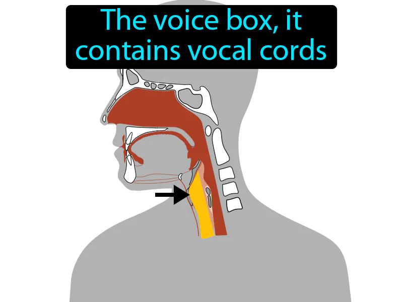 Larynx Definition Larynx Definition