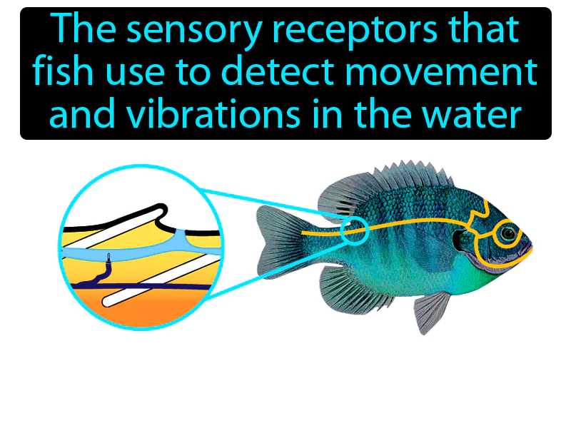 Lateral Line System Definition Lateral Line System Definition