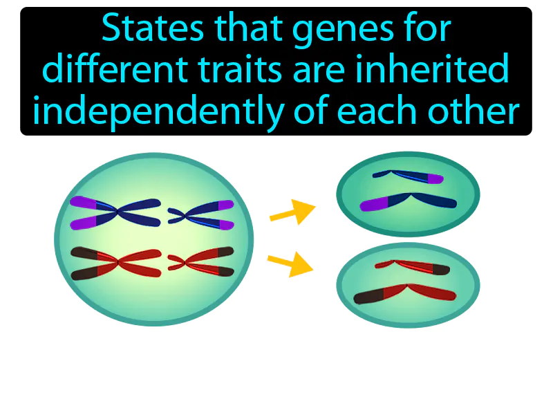 Law Of Independent Assortment Definition Law Of Independent Assortment Definition