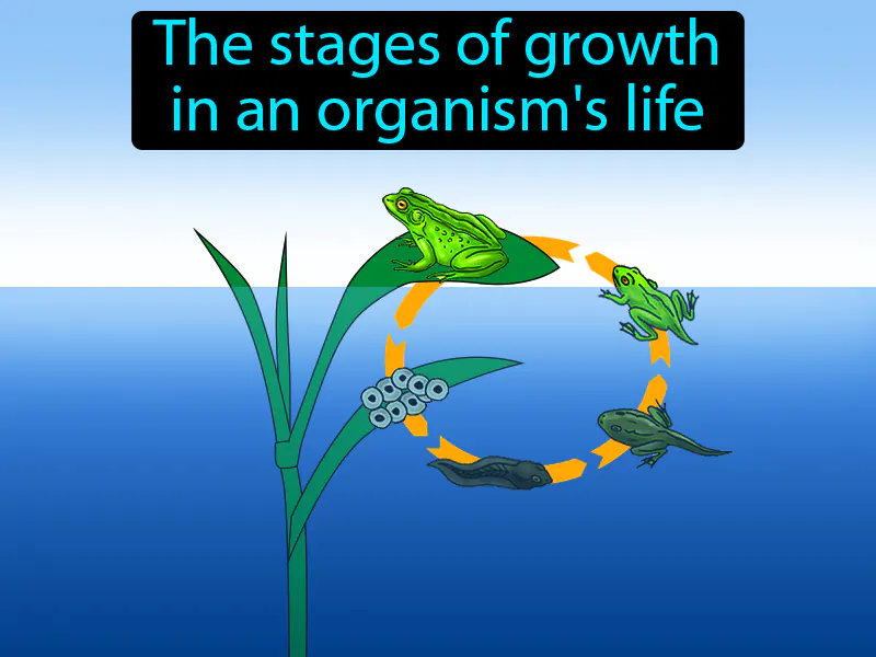 Life Cycle Definition Life Cycle Definition