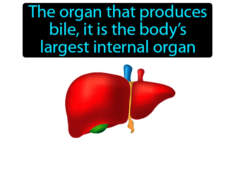 Liver Definition Liver Definition