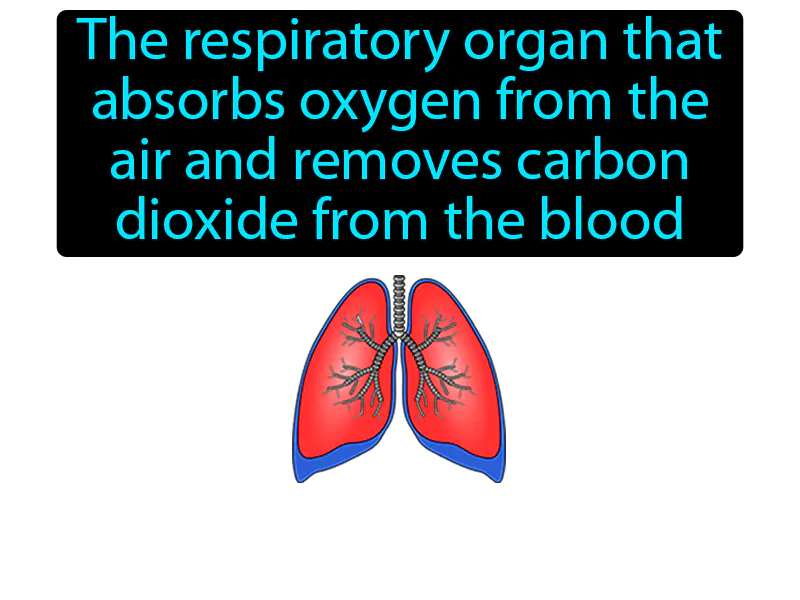 Lung Definition Lung Definition