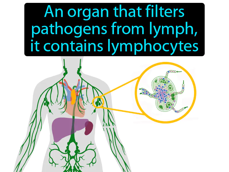 Lymph Node Definition Lymph Node Definition