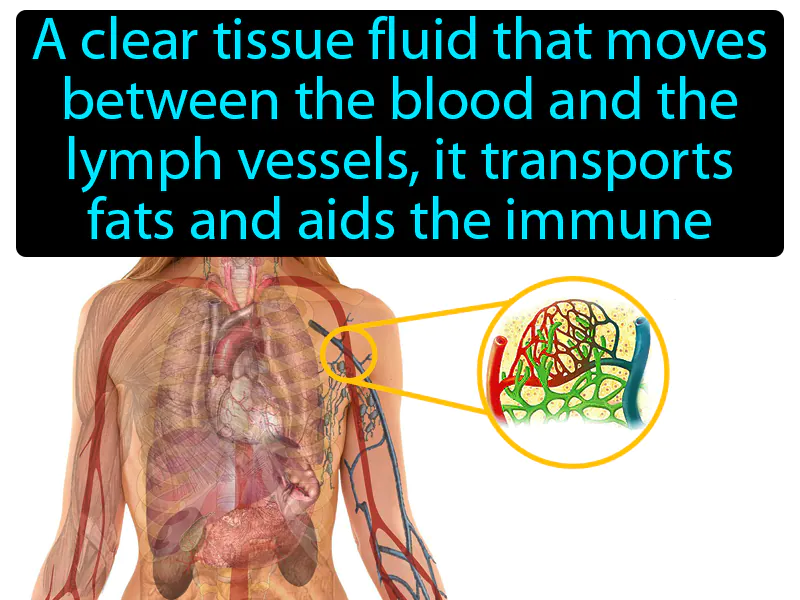 Lymph Definition Lymph Definition