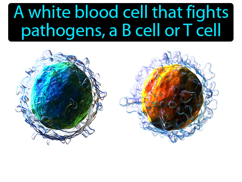 Lymphocyte Definition Lymphocyte Definition