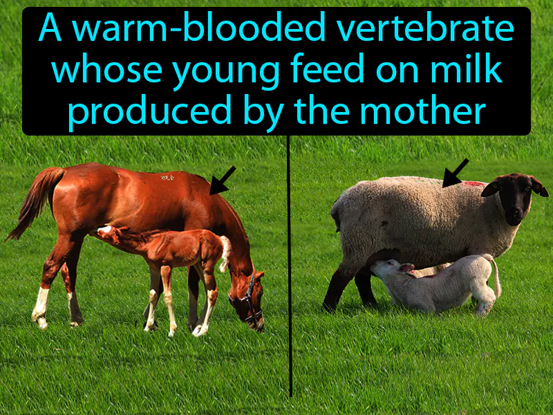 Mammal Definition Mammal Definition